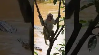 Tense Seconds! A Monkey Terrified, Surrounded by Crocodile #WildLife #MonkeyVsCrocodile #WildNature