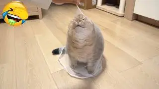 Try Not To Laugh Challenge - Funny and Cute CATS - Daily Supply Of Internet Cats EP22