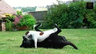 David and Goliath battle! Mr Small Dog is David!