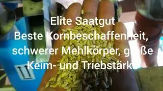Saatgutaufbereitung von Triticale mit einer PETKUS K531 und einer AEROMEH CAD 5