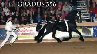 Friesian Stallion Show 2007