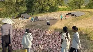 Free range duck farming technique brings high profits when applying this simple method &ldquo;Duck Farm VN