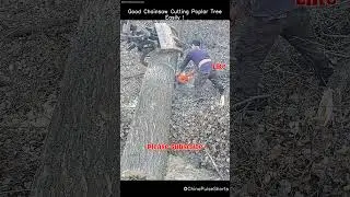 Poplar Tree Chainsaw Hack 🌳🪚 #shorts #viral