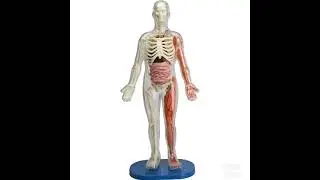 Squishy Human Body (Smart Lab)