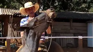 COMO INICIAR A FLEXÃO DE NUCA EM MULA ANTES DE USAR EMBOCADURA