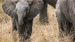 Elephant Myths: Legends, Lore, and Cultural Beliefs: Wanderwildlife