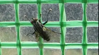 Flesh fly - Sarcophaga - Hr&aelig;fluga - Rotfluga - Skord&yacute;r - Flugur