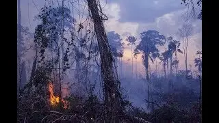 [FREE] Save The Amazon Type Beat 