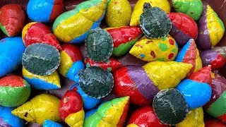 My Friend Is Afraid Of Riptiles!! Catch Turtles, Millipede, Centipede, Hedgehog, Monkey, Cat, Crabs