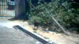 bani jat catching cock