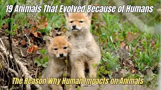 ❗19 Animals That Evolved Because of Humans 🧲 Human Impacts on Animals