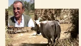 la transumanza della podolica RUSS SUB
