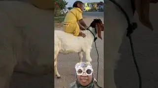 MONYET DAN KAMBING BERTEMAN 🤗 #monyet #kambing #monkey #sheep #dubbing #shorts #hewanlucu