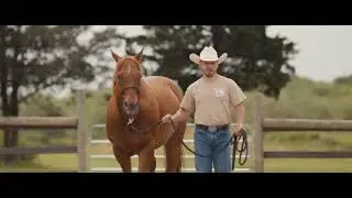Helping veterans and first responders with PTSD through horses
