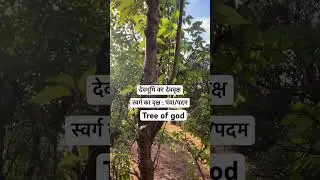 The tree is never chopped down#Prunus cerasoides#tree#god#sacredtree#uttarakhand#india#youtubeshorts