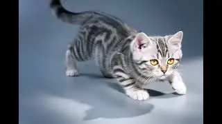 Cute cats and dashing cats will be interesting when you see them. #Funnycat #The handsomecat 