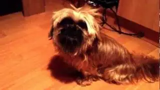 Kommando: Sitz - Tipp f&uuml;r Hundehalter