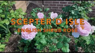 Introduction to Rose Varieties：Scepter&rsquo;D Isle｜Shrub Rose｜English Rose｜David Austin