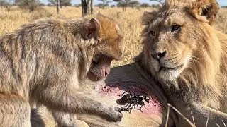 Monkey Help The Lion || Poor Lion Crying For Help 
