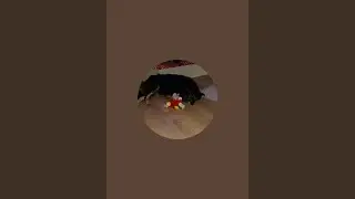 StaceyWhoofsVariety is live#walk#with#us#how#are#you#dogs#puppy 