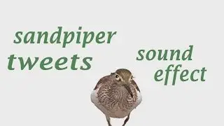The Animal Sounds: Sandpiper Tweets / Sound Effect/ Animation