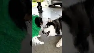 Cute puppy fun time......#cutepuppy  #funnydogs #petlovers #dogshorts #animalshorts