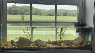 6 GALLON BOOKSHELF AQUARIUM UNBOXING + TANK SETUP ( AFRICAN CICHLID BIOTOPE FULL TUTORIAL)