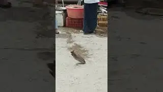 Fish Market in guntur #guntur #gunturnandini #market #seafood #fish #fishmarket  #gunturnandini
