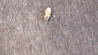 SCP 173 neutralize