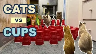 Cats vs Cup | Cat Obstacle Challenge | How high can my cats jump | Kittirangers