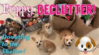 Donating to an Animal Rescue | DECLUTTER & DONATE | Dog Toy Edition