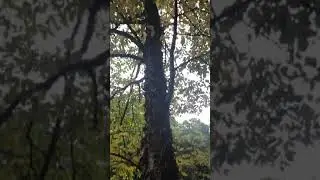 Beaver Killed My Favorite Birch Tree