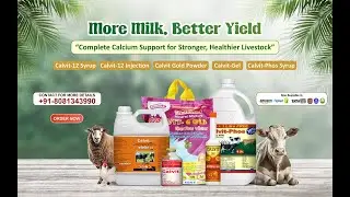 Calvit Calcium Supplements for Cattle & Poultry | Increase Milk Yield & Strong Bones | Dairy Farming