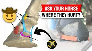 KrosschecK Leverage Testing Device for evaluating horse comfort and/or pain