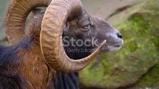 Europe's Alpine Ibex: Kings of the Mountain #animal2024 #wildlife