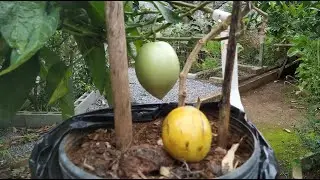 MELÃO ANDINO | RECEITAS DO CAMPO