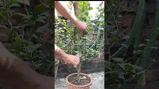 Jasmine plants purning #shorts