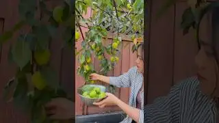 Pear harvest. H&aacute;i L&ecirc;  #gardening #garden #pear #harvest #lamvuon #quale #homegarden #fruit  #nature