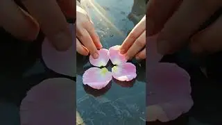 ASMR Folding Delicate Pink Rose Petals with Dew Drops #satisfying #relaxing #relax