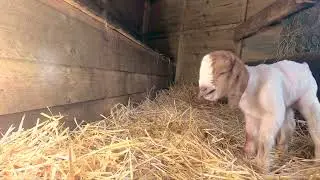 1 Hour Baby Goat. Sound and Videos