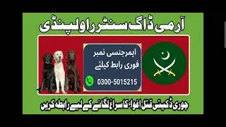 Army Dog Center Contact Number in Okara City #03005015215 #armydogcenterokara #khojidogcenterokara