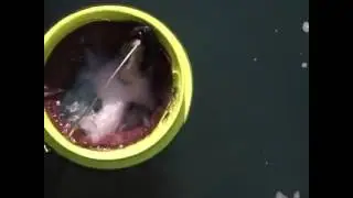 Sea bin project cleaning sea🌊