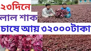 ২৩দিনে লাল শাক চাষে আয় ৩২০০০ টাকা। লাল শাক চাষ পদ্ধতি। শাক চাষ