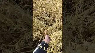 hileradora Altina cortando avena