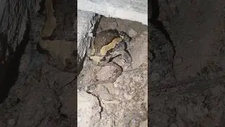 Painted frog eating earthworm #frog #realsound