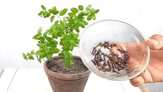 How to use clove as pesticide | Organic pesticide by using cloves for any plants