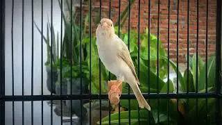 The Best Canary Singing Tempts All Canaries to Sing‼️ Belgian Canary