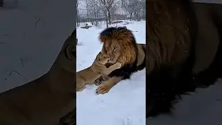 &ldquo;Playful cub tests the lion&rsquo;s patience in the snow&rdquo;.  #animals #wildlife #discover #lion #cub#safari
