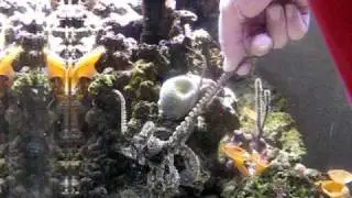 Diego - Octopus Bimaculoides Taking First Crab by Hand