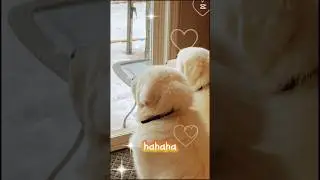 Bundle of joy #adorably #cutepet #puppy #adoreble #animal #pets #pet #cuteanimal #cute